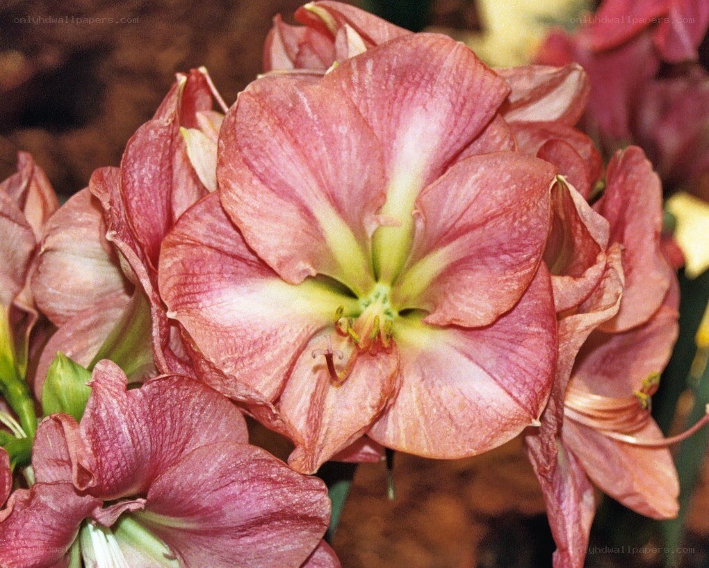 pink amaryllis flower close-up