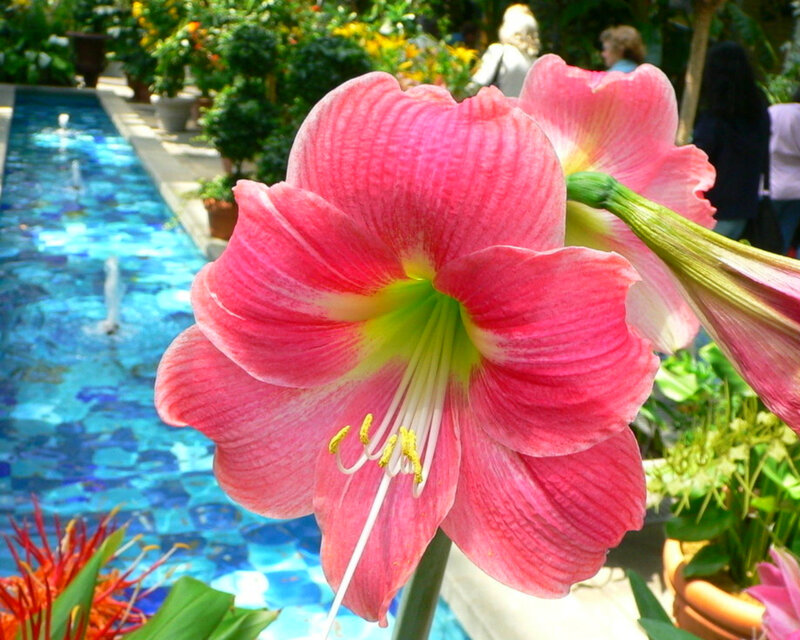 Pink Amaryllis Flower — Serene