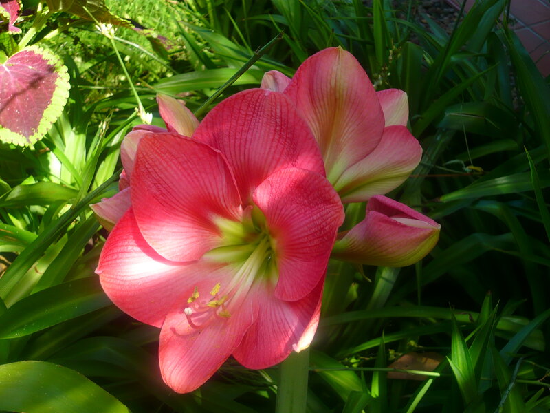 Pink Amaryllis Flower