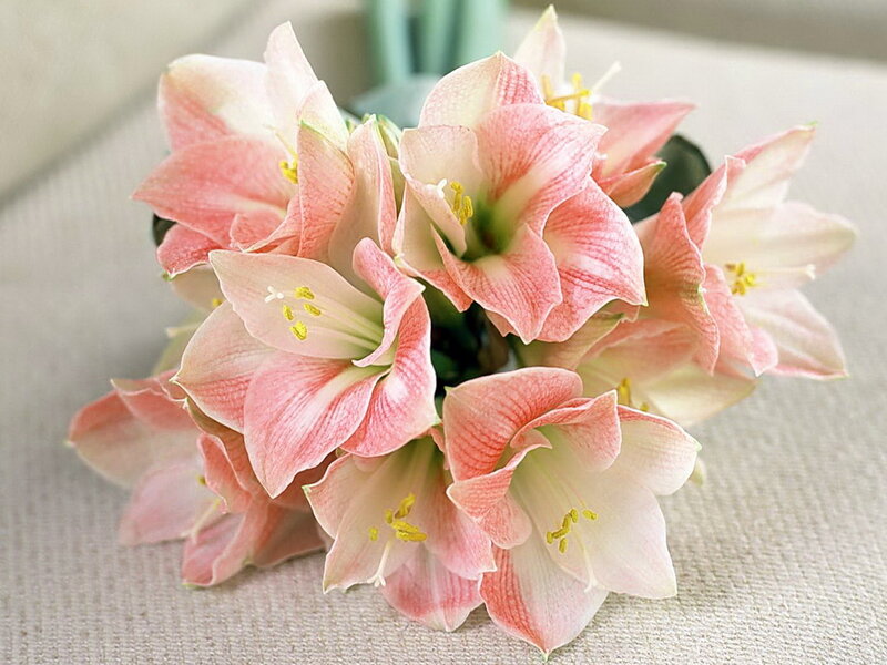 Pink Amaryllis Flowers — Calm, Photograph, Tablecloth