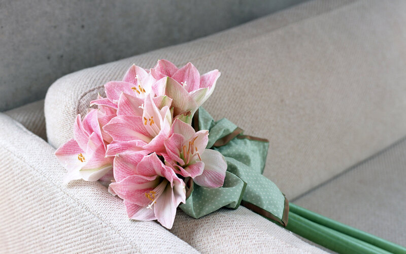 Pink Amaryllis Flowers — Calm, Photograph