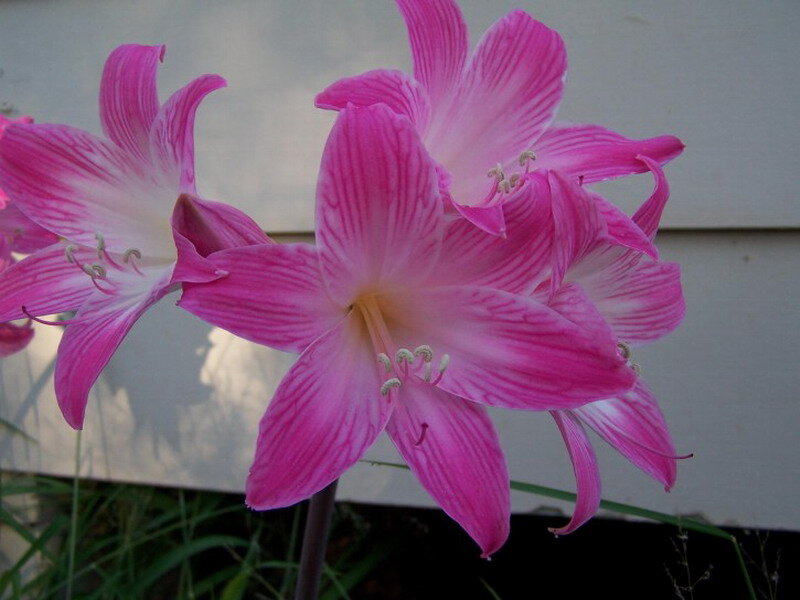Pink Amaryllis Flowers — Calm