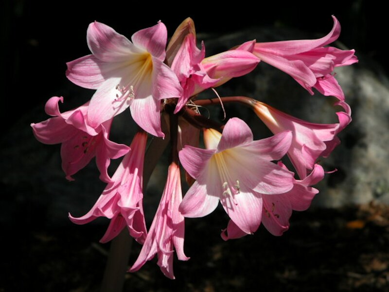 Pink Amaryllis Flowers — Dramatic