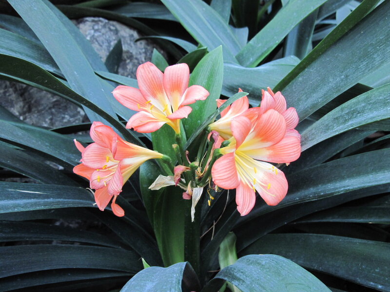 Pink Amaryllis Flowers — Green