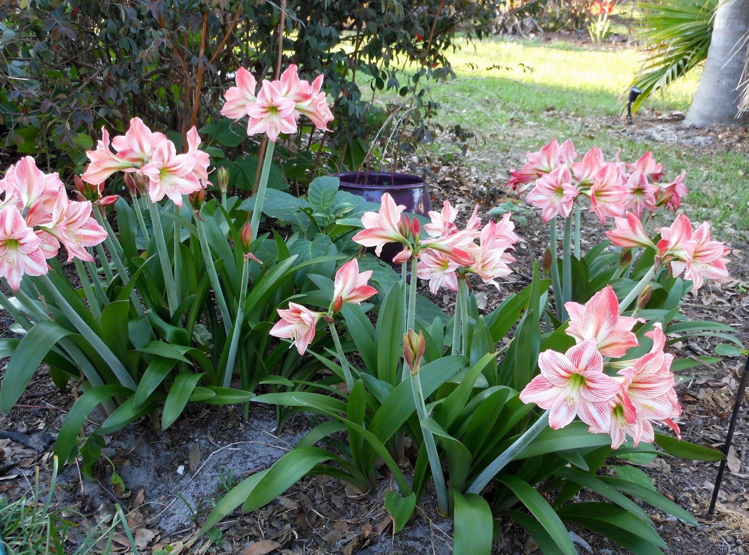 pink amaryllis flowers in garden