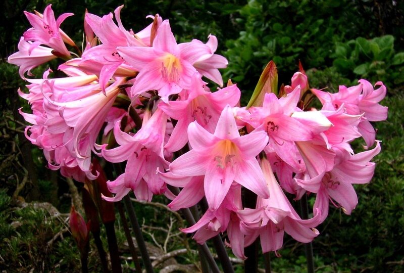 Pink Amaryllis Flowers — Natural