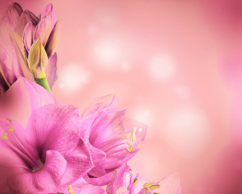 Pink Amaryllis Flowers — Serene, Photograph, Buds