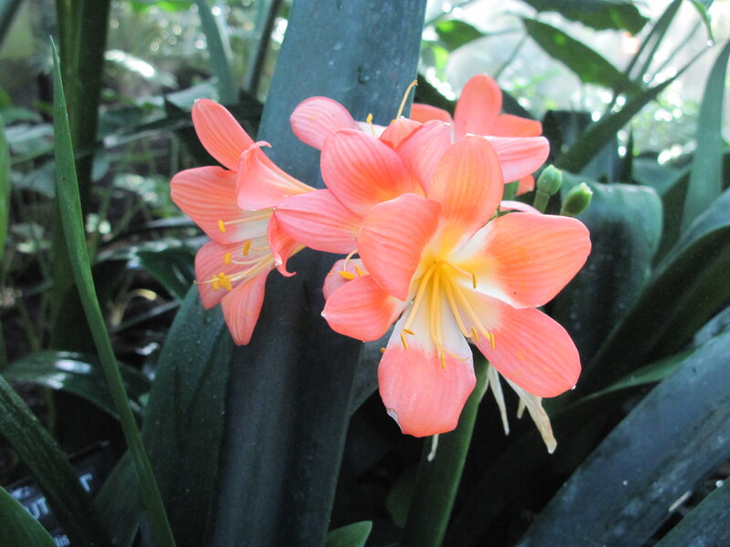 Pink Amaryllis Flowers — Serene, Photograph