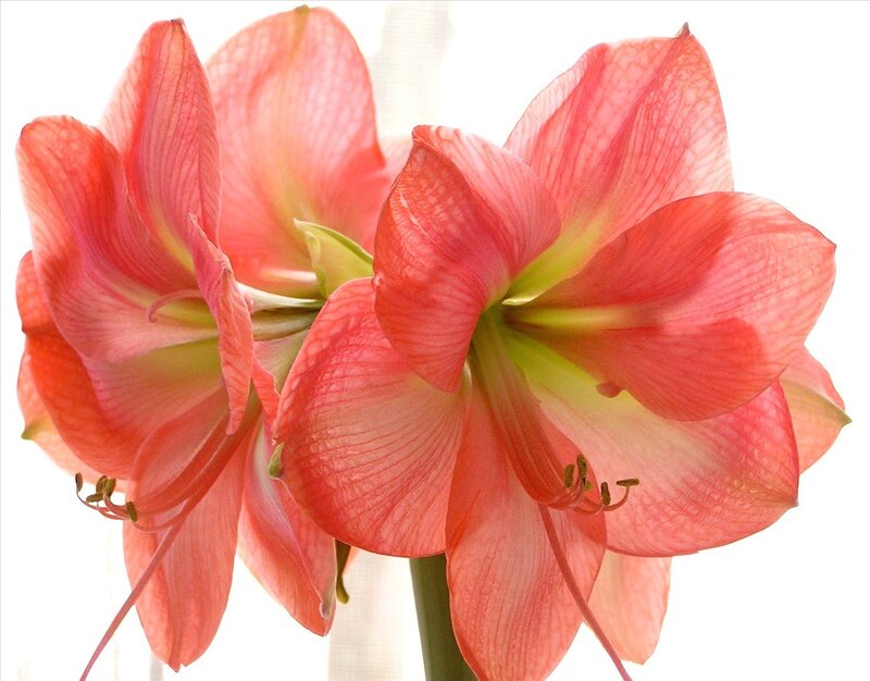 Pink Amaryllis Flowers — Serene
