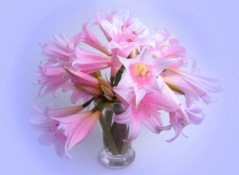 Pink Amaryllis Flowers