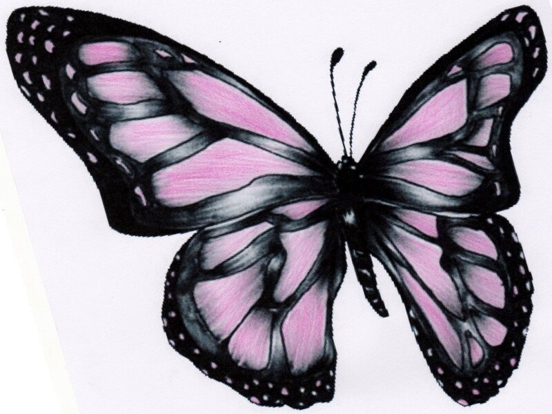 Pink and Black Butterfly