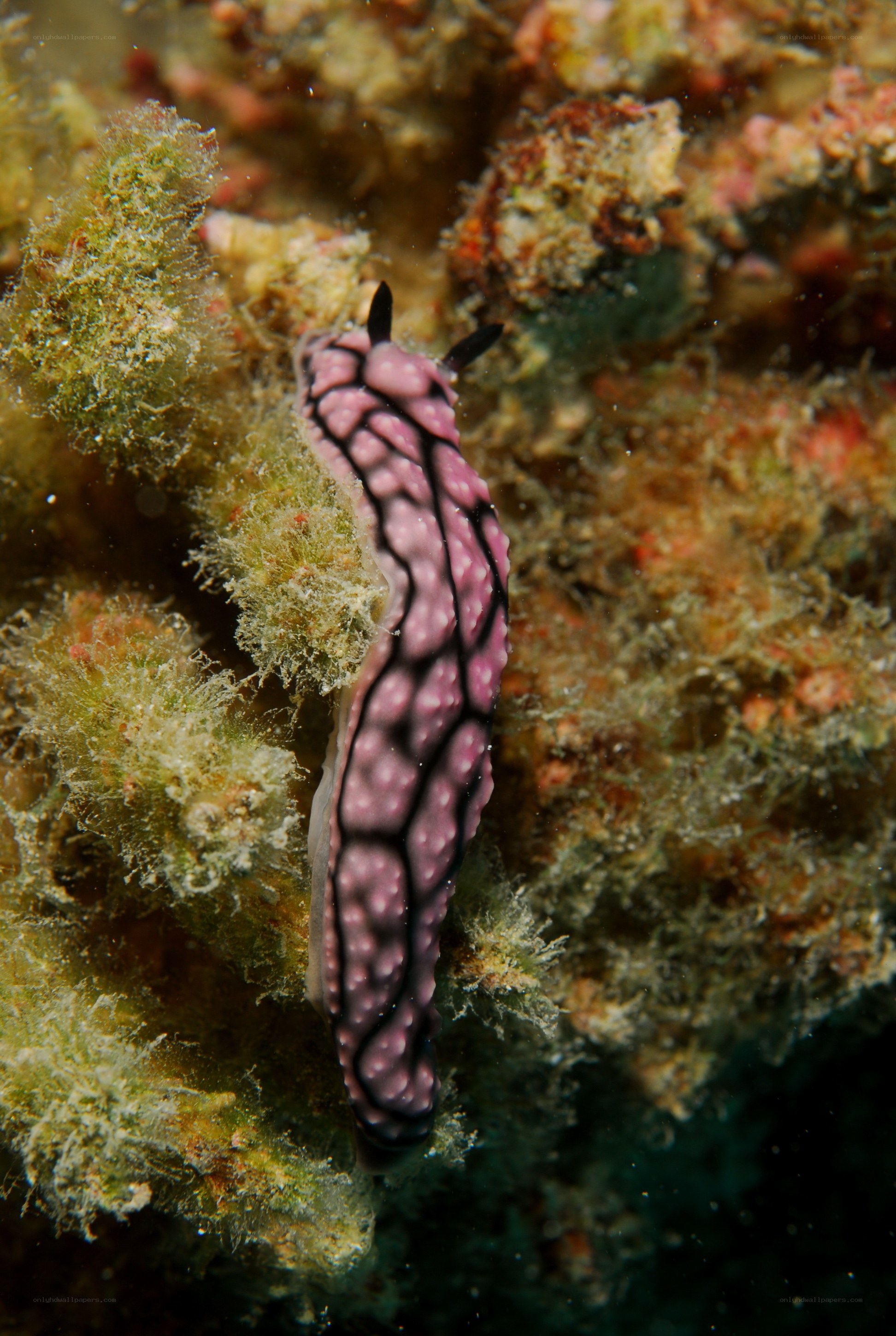 pink and black sea slug