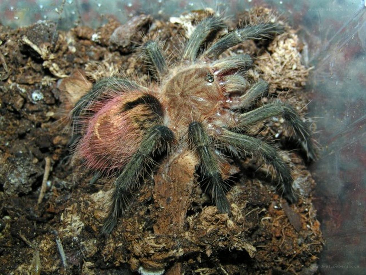 Pink and black tarantula