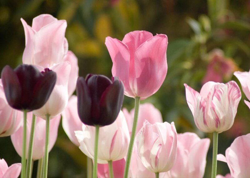 Pink and black tulips in garden