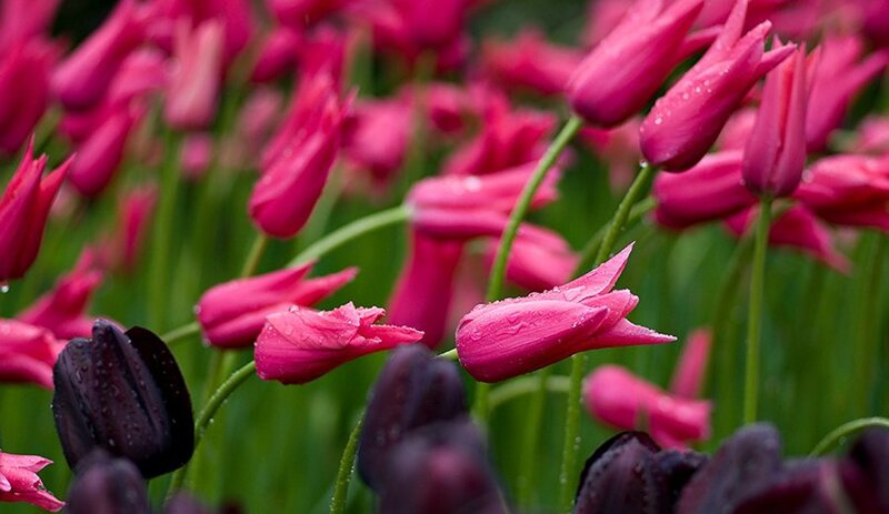 Pink and Black Tulips — Serene, Spring