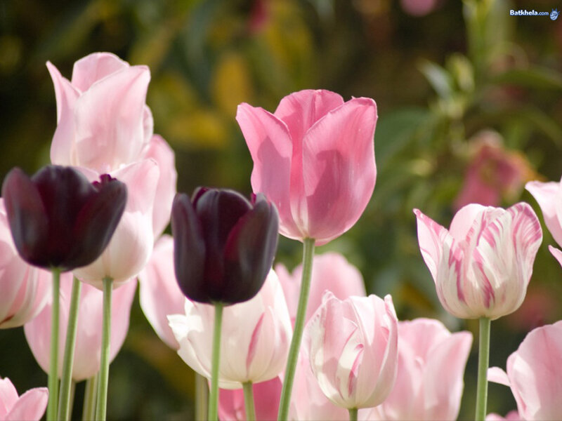 Pink and Black Tulips — Serene