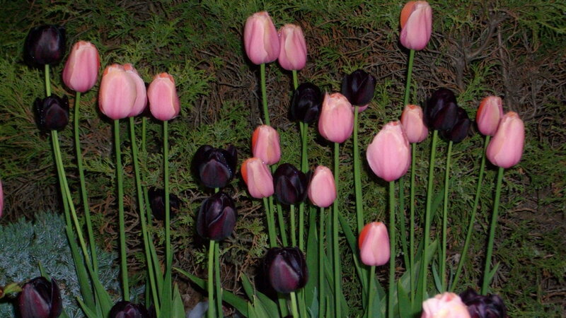 Pink and Black Tulips