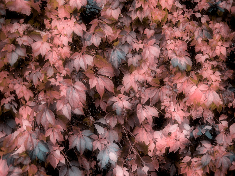 Pink and blue autumn leaves