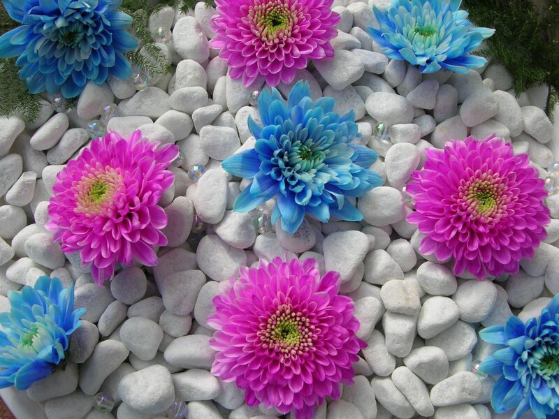 Pink and Blue Chrysanthemums