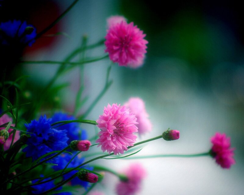 Pink and Blue Cornflowers