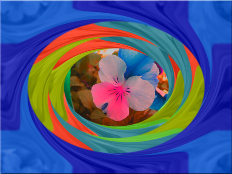Pink and Blue Flower