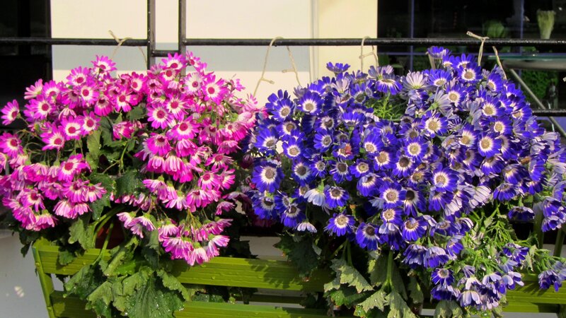 Pink and Blue Flowers — Calm, Afternoon