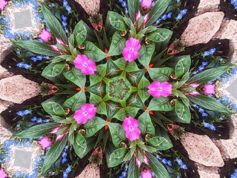 Pink and Blue Flowers — Calm, Photograph, Green Leaves