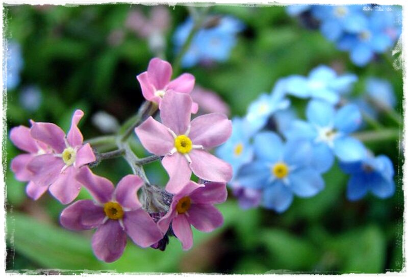 Pink and Blue Flowers — Calm, Spring, Photograph, Green Leaves