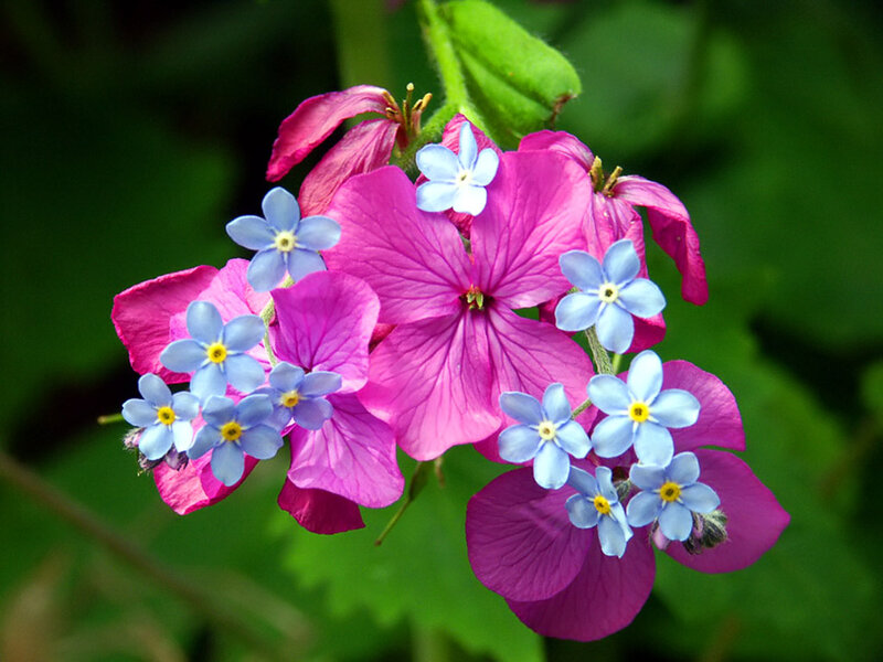 Pink and Blue Flowers — Calm, Spring, Photograph