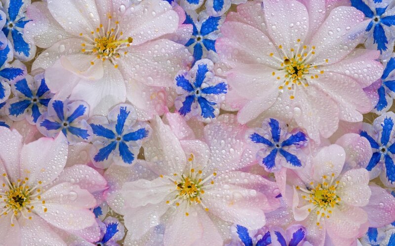 Pink and Blue Flowers — Calm, Spring