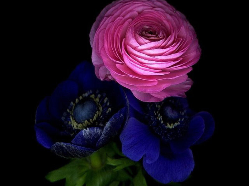 Pink and Blue Flowers — Dramatic, Photograph, Green Leaves