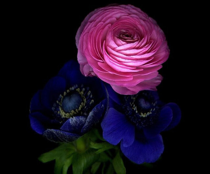 Pink and Blue Flowers — Dramatic, Photograph