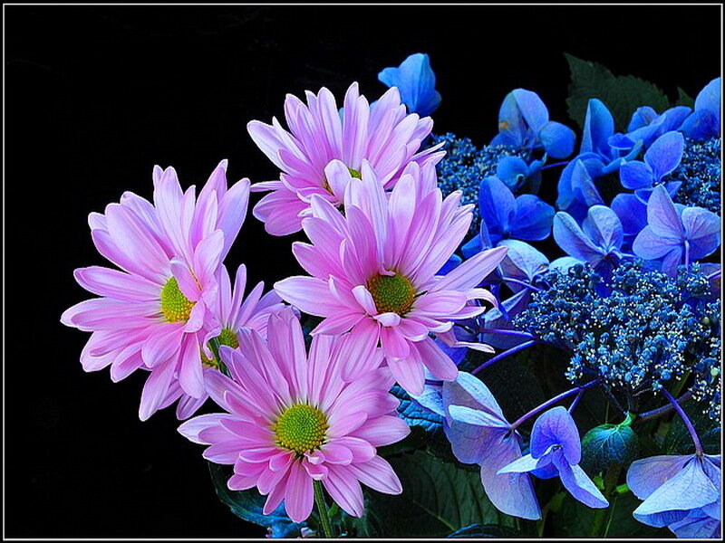 Pink and Blue Flowers — Dramatic