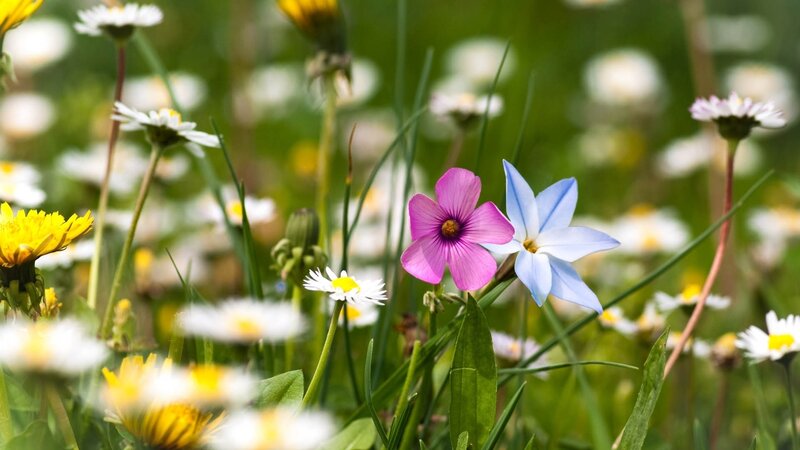 Pink and Blue Flowers — Green, Serene, Spring