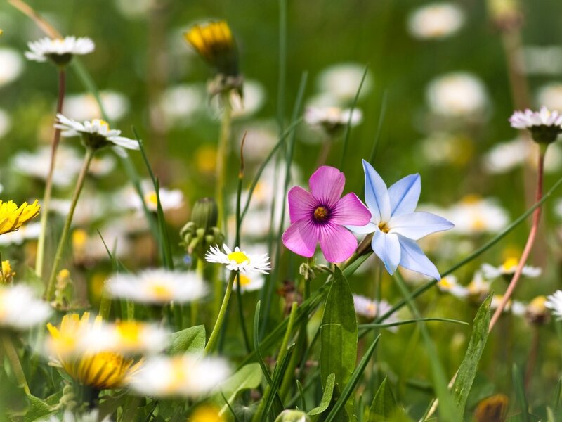 Pink and Blue Flowers — Green