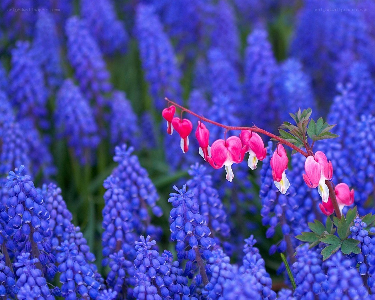 Pink and blue flowers in bloom