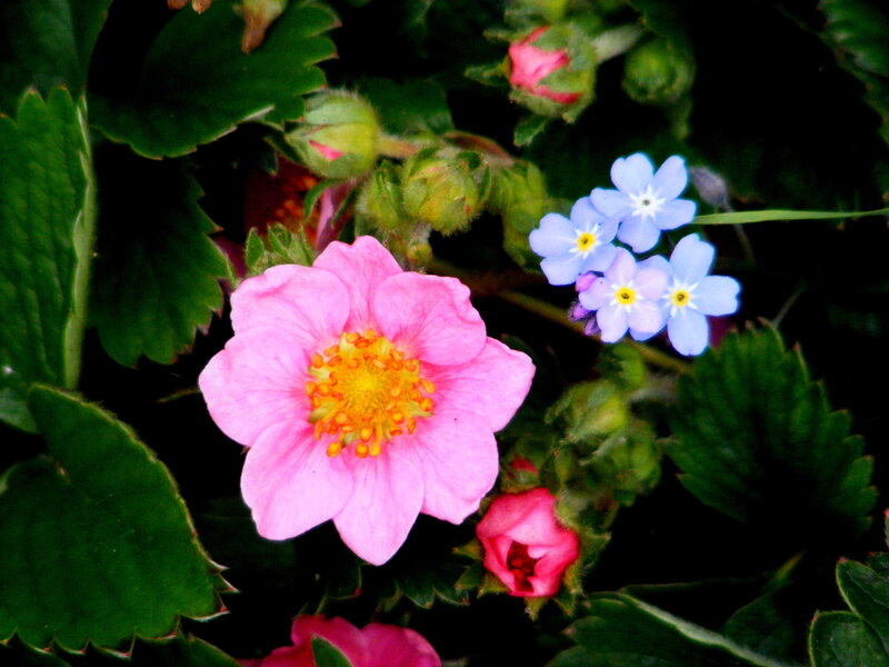 Pink and blue flowers in garden