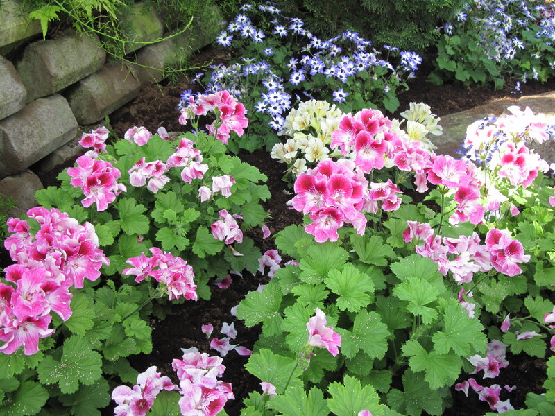 Pink and Blue Flowers — Serene, Afternoon