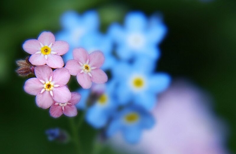 Pink and Blue Flowers — Serene, Spring, Photograph, Greenery