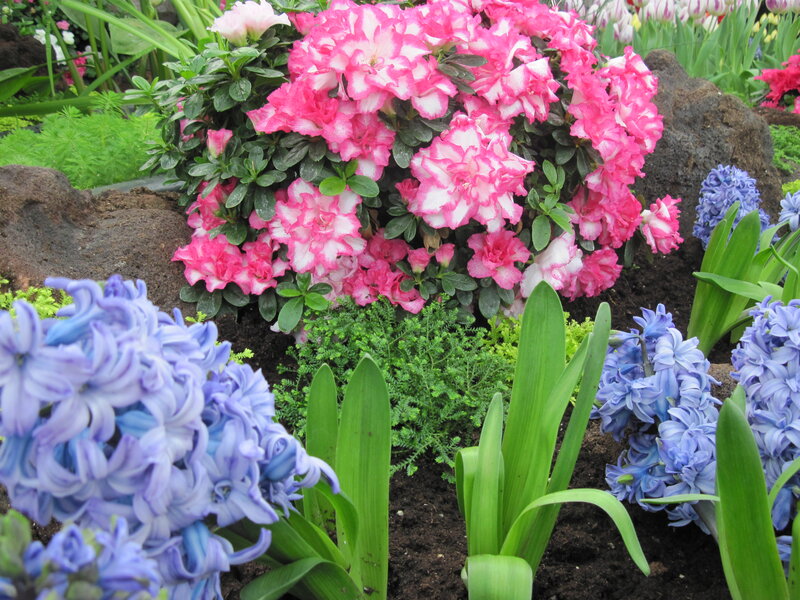 Pink and Blue Flowers — Serene, Spring, Photograph