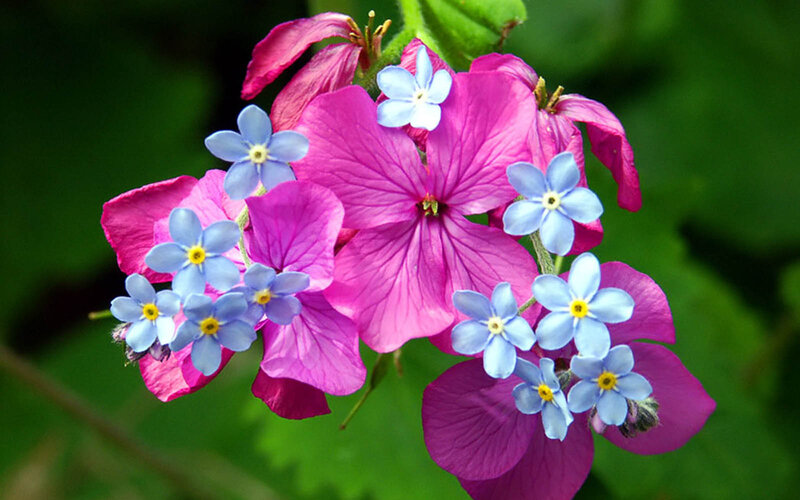 Pink and Blue Flowers — Serene, Spring