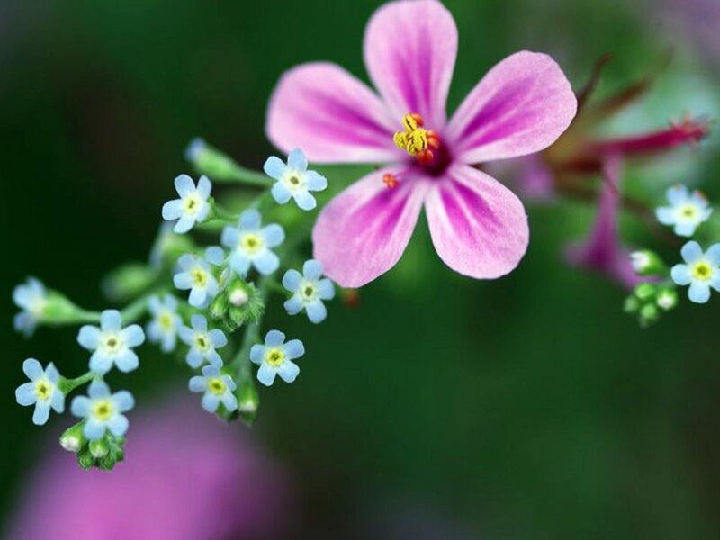 Pink and Blue Flowers — Serene