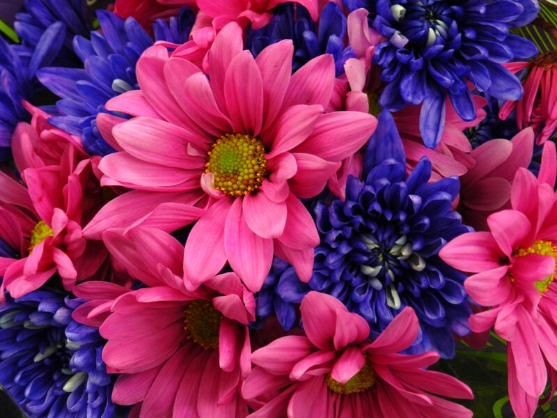 Pink and Blue Flowers — Vibrant