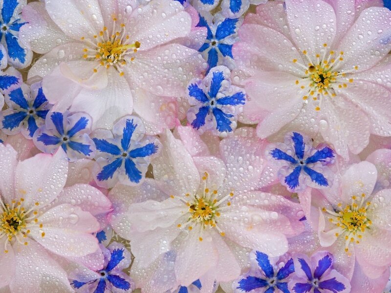 Pink and blue flowers with water droplets