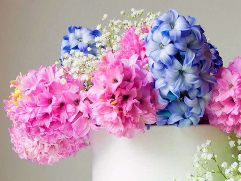 Pink and Blue Hyacinths — Calm