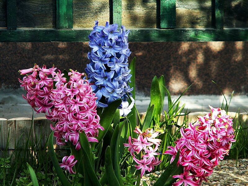 Pink and Blue Hyacinths — Serene