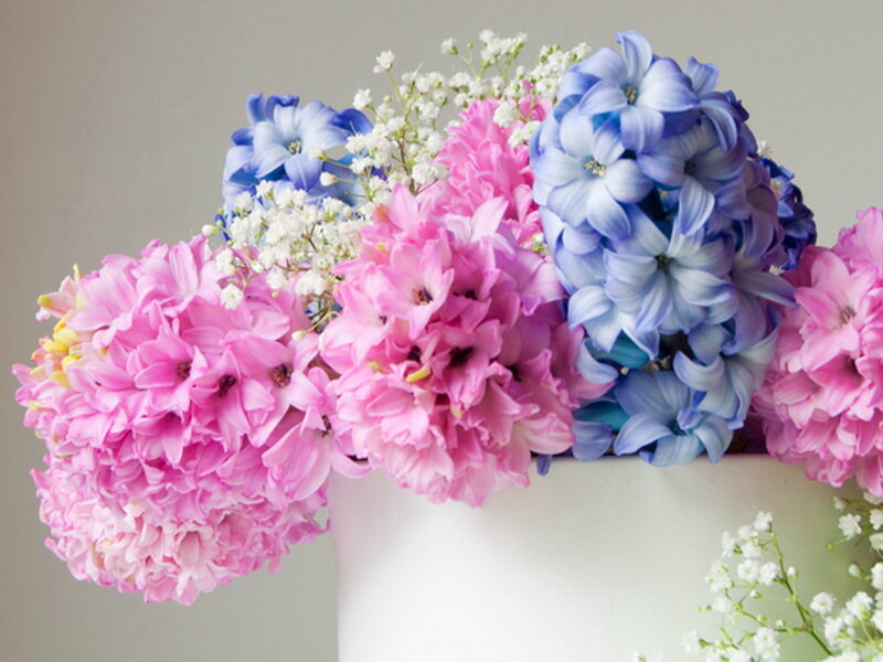 Pink and Blue Hyacinths