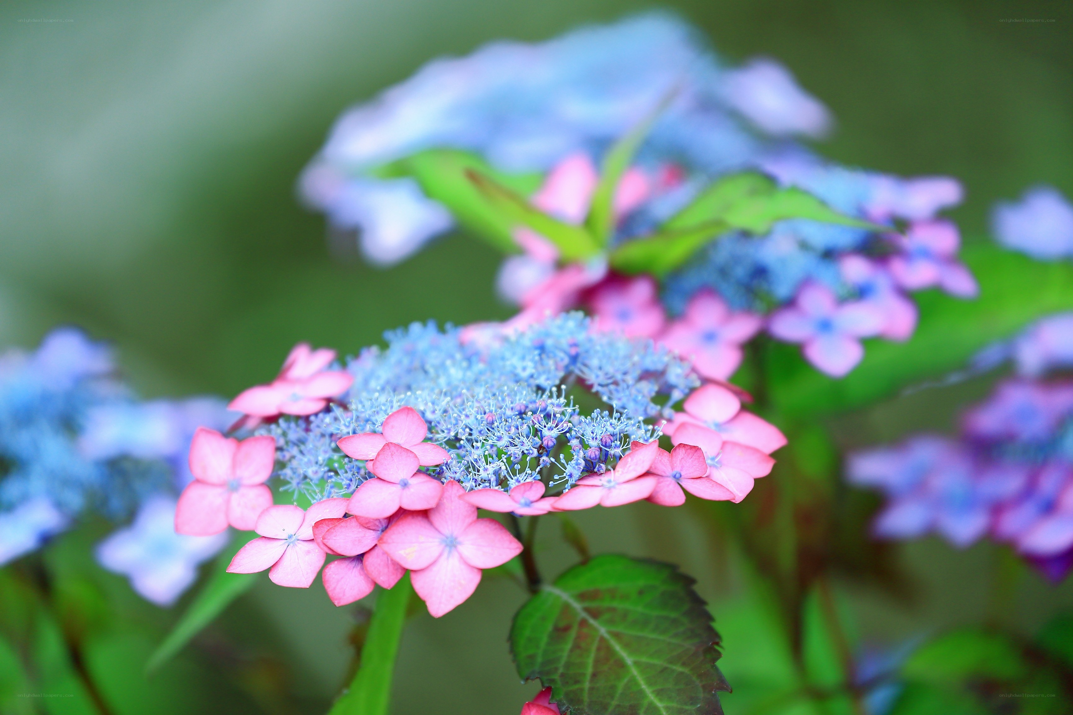 Pink and blue hydrangea flowers