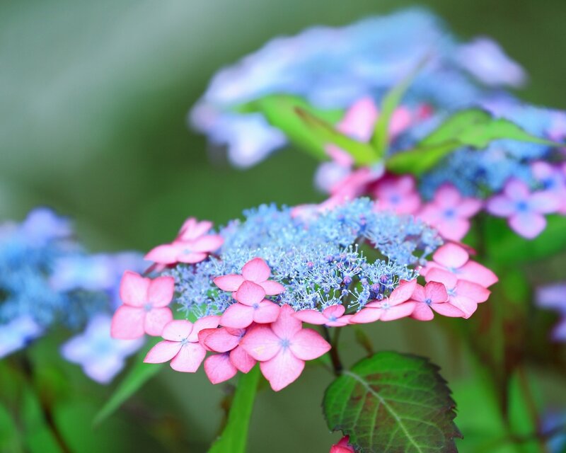 Pink and Blue Hydrangea