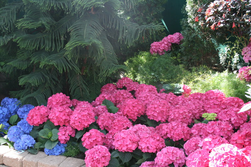 Pink and Blue Hydrangeas — Calm